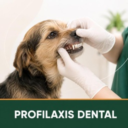 PROFILAXIS DENTAL